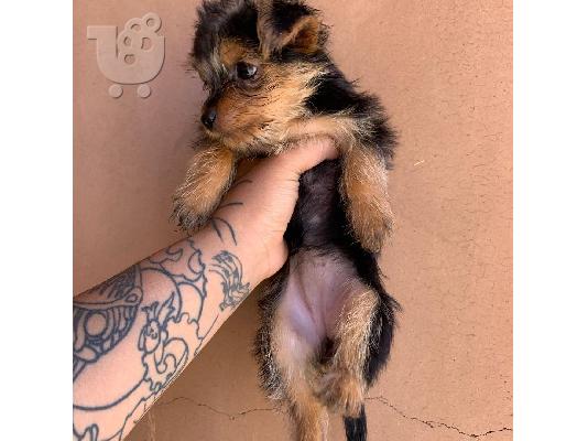Yorkies κουτάβια(100€)
